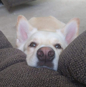 Meet your Posher, Audrey